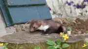 Marder im Garten vertreiben: Tipps von Experten
