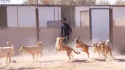 Marokko: Hunderte Tote Hunde vor WM 2030?