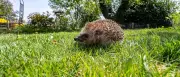 Mähroboter: Baumärkte warnen vor Gefahren für Igel