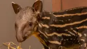 Mini-Tapir im Zoo geboren: Artenschutz-Erfolg in Hertfordshire