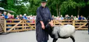Mister Müden 2026: Schönster Heidschnuckenbock aus Neuenkirchen gekürt