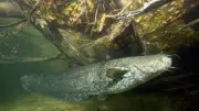 Monster-Welse im Gardasee: Behörden starten gezielte Jagd auf invasive Raubfische
