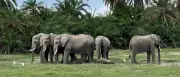 Mutmaßliche Vergiftung: 15 Elefanten im Amboseli-Nationalpark gestorben