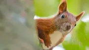 Nabu warnt: Auch Eichhörnchen leiden unter Hitze und Trockenheit