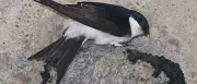 Nabu-Wildvogelstation in Berlin wegen Hitze am Limit