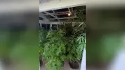 Nachbar verrät Cannabisplantage: Polizei findet Plantage in Berlin-Hellersdorf