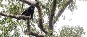 Neue Affenart im Kongo entdeckt: Colobus congoensis stark gefährdet
