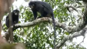 Neue Affenart im Kongobecken entdeckt: Colobus congoensis stark gefährdet