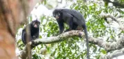 Neue Affenart im Kongobecken entdeckt – schon stark gefährdet