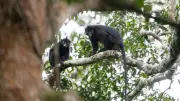 Neue Affenart Likweli im Kongobecken entdeckt und schon bedroht