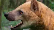 Neue Bärenhund-Art Paludocyon moyasolai in Spanien entdeckt