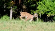Neue Luchskatze Luna im Schwarzwald ausgewildert – zwölf Tiere im Bestand
