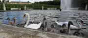 Neue Schwanenfamilie begeistert Besucher am Schloss Sanssouci in Potsdam