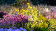 New Perennial: Naturgarten-Stil erobert deutsche Gärten