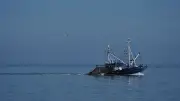 Niedersachsen plant fischereifreie Zonen in der Nordsee