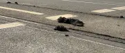 Nürnberg: Erste Straßenbahn fährt nach Hitzeschaden wieder