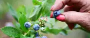 Obst zum Selbstpflücken in Brandenburg: Kirschen, Beeren und mehr