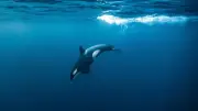 Orcas rammen Mondfisch bis zum Zerfall: Forscher rätseln über Grund