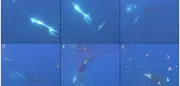 Orcas rammen tote Mondfische: Spiel oder Training?