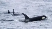 Orcas versenken Segeljacht vor spanischer Küste – erneuter Angriff
