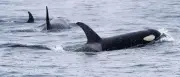 Orcas zerfetzen Mondfisch: Forscher rätseln über Grund