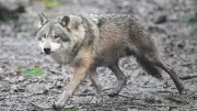 OVG kippt Abschussgenehmigung für Wolf Milan im Kreis Olpe