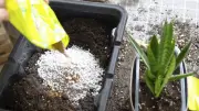 Perlite, Vermiculite oder Zeolith: Welcher Bodenzusatz ist der beste?