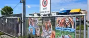 Pfleger stirbt nach Tigerangriff nahe Leipzig: Staatsanwaltschaft ermittelt