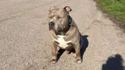 Pitbull tötet Vierjährige: Hund beschlagnahmt, Mutter in Betreuung