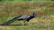 Polizei Bad Ems bittet um Hinweise zu freilaufendem Pfau