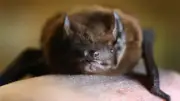 Polizei im oberbayerischen Prien befreit Fledermaus aus Schlafzimmer
