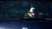 Polizei rettet Hund aus aufgeheiztem Auto in Hohenstein-Ernstthal