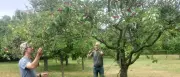 Potsdamer Obstinitiative erntet eine Tonne Kirschen in Alexandrowka-Gärten