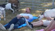 Prinz Harry beim Ziegen-Yoga: Ziege tritt ihn in die Kronjuwelen