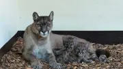 Puma-Drillinge im Tierpark Ströhen geboren – bemerkenswerter Wurf