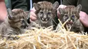 Puma-Drillinge in Ströhen: Überraschung bei Geschlechterbestimmung
