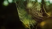 Riesenkrabbenspinne mit 13 km/h die schnellste Spinne der Welt