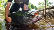 Riesenwelse im Gardasee: Italien startet gezielte Fangaktion gegen Monster-Fische