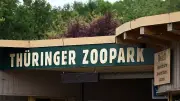 Roter Panda Lilli: Neue Bewohnerin im Thüringer Zoopark Erfurt