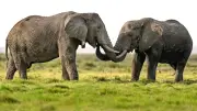 Rätselhafter Tod von 15 Elefanten im Amboseli-Nationalpark in Kenia