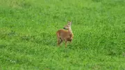 Saar-Jäger erlegen Rekordmenge an Rehwild: 12.500 Stück im Jagdjahr