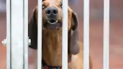 Sachsen: 613 Beißvorfälle mit Hunden registriert – Zahl gefährlicher Hunde sinkt