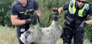Schaf rennt panisch über A14 – Vollsperrung bei Ludwigslust