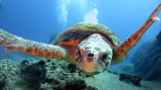 Schildkröten-Bisse in Kroatien: Mehrere Urlauber in Notaufnahme