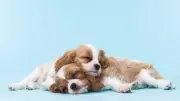 Schlafpositionen beim Hund: Rückenlage, Seitenlage, Donut – was bedeutet das?