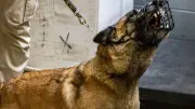 Schlägerei in Moabit: Vier Männer und Hund verletzt