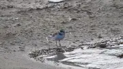 Schutzmaßnahmen für Sandregenpfeifer an Ostsee zeigen Erfolg
