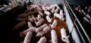 Schweinepreise: „Sogar große Betriebe geraten in Schieflage“