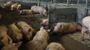 Schweinezucht-Riese Geestferkel meldet Insolvenz an – 23 Standorte betroffen