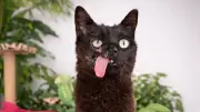 Schwer misshandelte Straßenkatze Raven findet liebevolles Zuhause